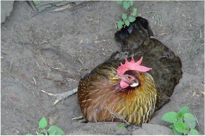 huhn.jpg